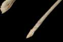 ...a chicken bone.