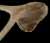 ...a chicken bone.