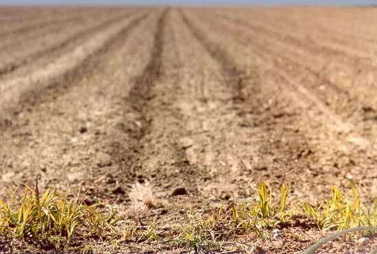 Fields of brown, as far as the eye can see...