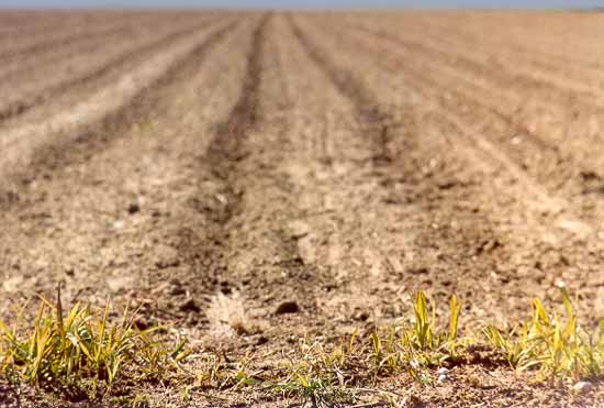 Fields of brown, as far as the eye can see...